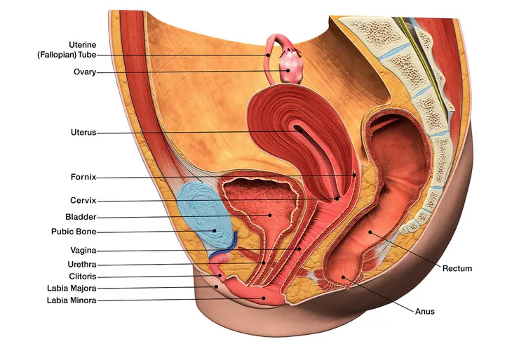 The Female Reproductive System