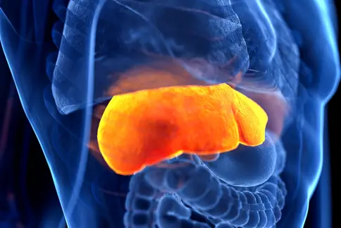 Your Liver: Your Coolest Organ