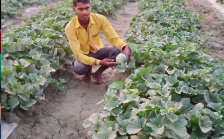 लीज पर जमीन लेकर की ड्राई फ्रूट की खेती, आज खड़ी की फैक्ट्री,करोड़ो में है मुनाफा