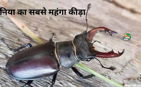 लकी चार्म: दुनिया का सबसे महंगा कीड़ा