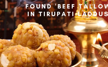 Tirupati Laddus Controversy: TDP Claims Lab Report Detects 'Beef Tallow, Animal Fat' in Tirupati Prasadam.