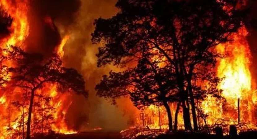 20 students trapped in Kurangani forest fire