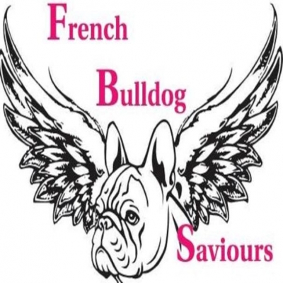 french bulldog saviours rescue