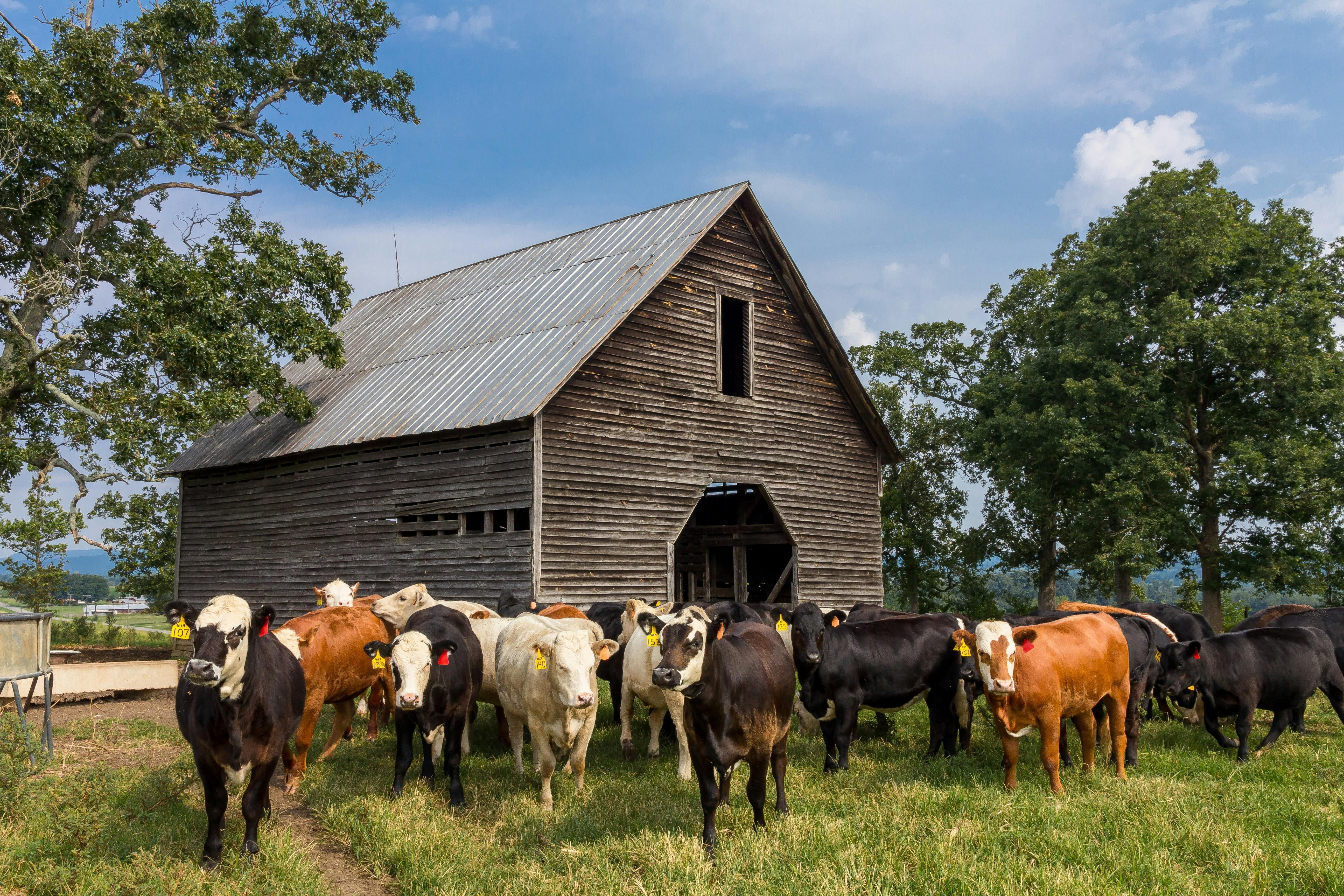 Teaching AI to See What Farmers See