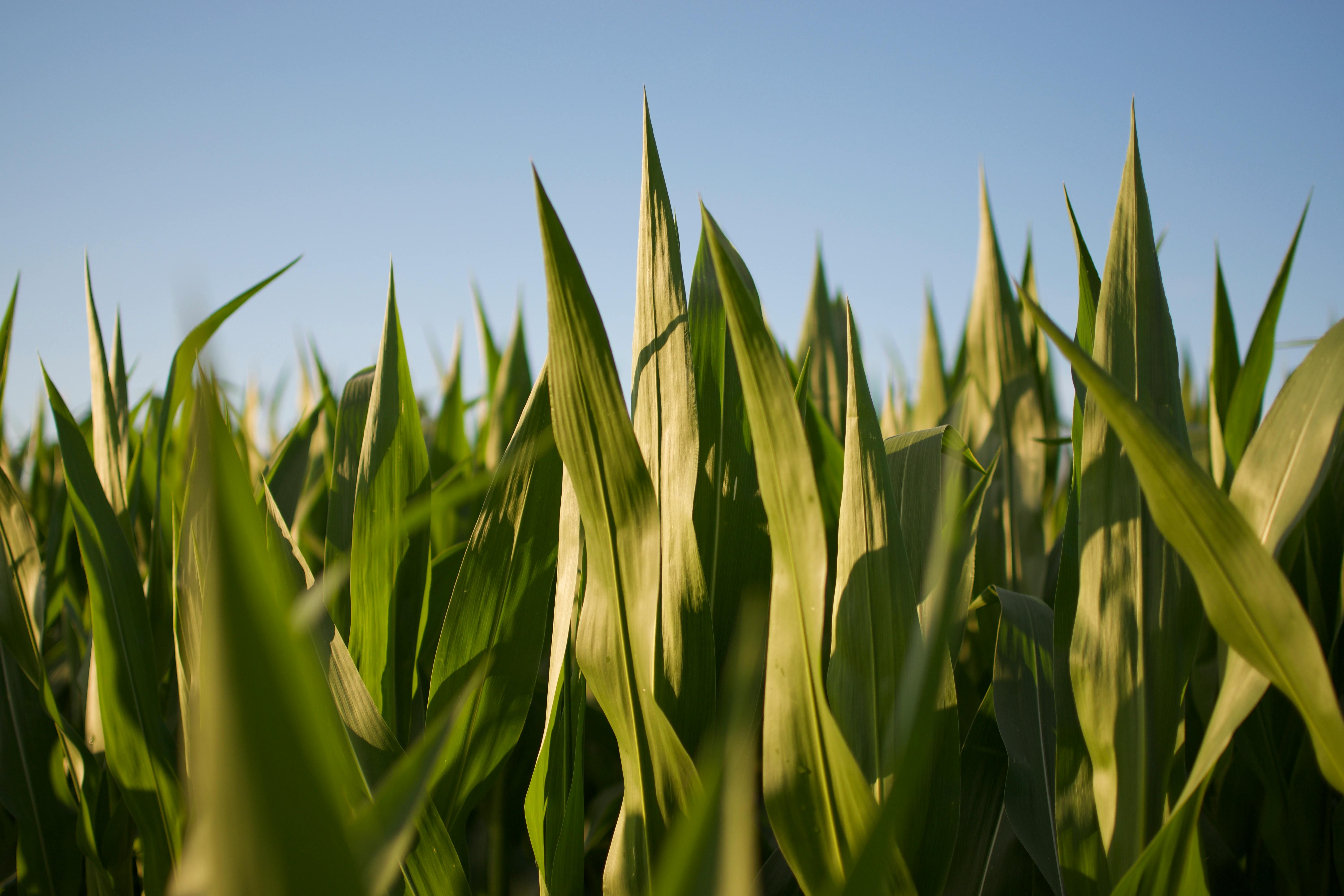 Half a Million Plots, Every Kernel Counts