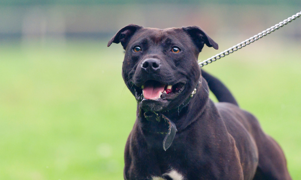 What to Expect During Your Dog Bite Case