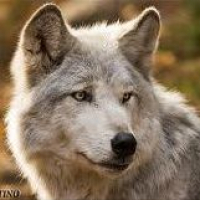 Lupo Bianco