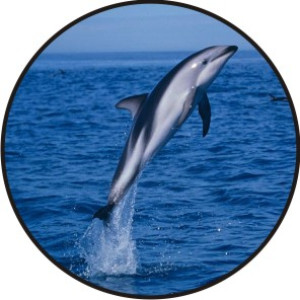 dolphin placements.com