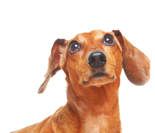 Can dogs really detect cancer and other diseases?