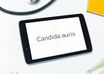 candida auris, drug resistant fungus