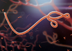 ebola