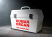 human organ