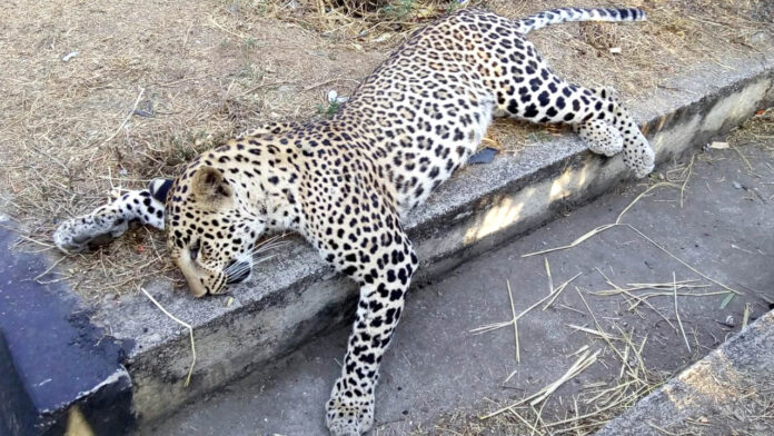 Leopard | చనిపోతున్న చిరుతలు