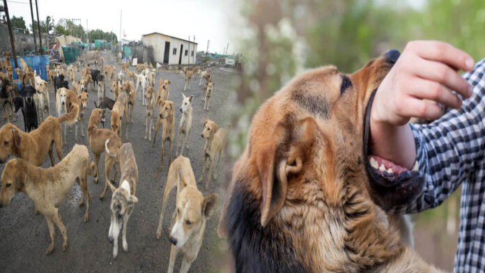 Dog Bite