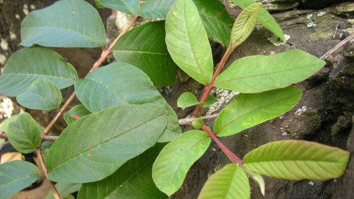 Guava Leaves