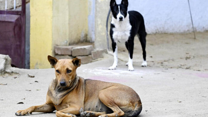 Street Dogs