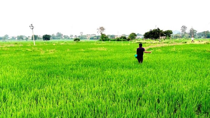Farmers