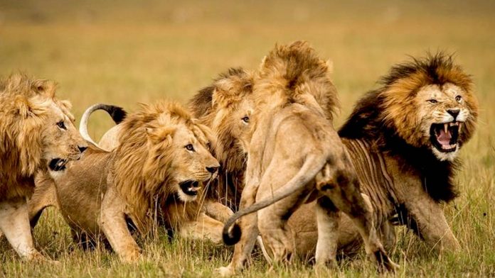 world lions day