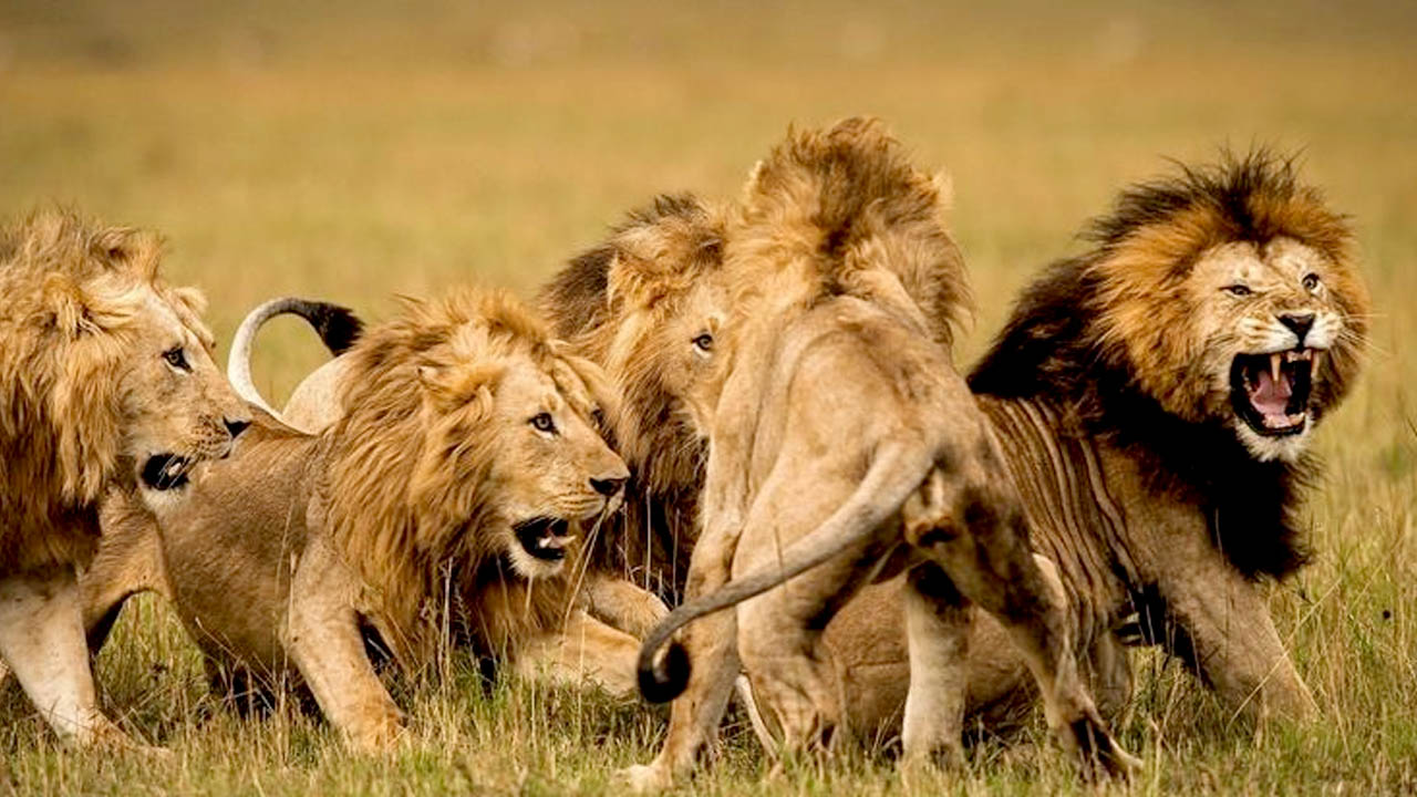 world lions day