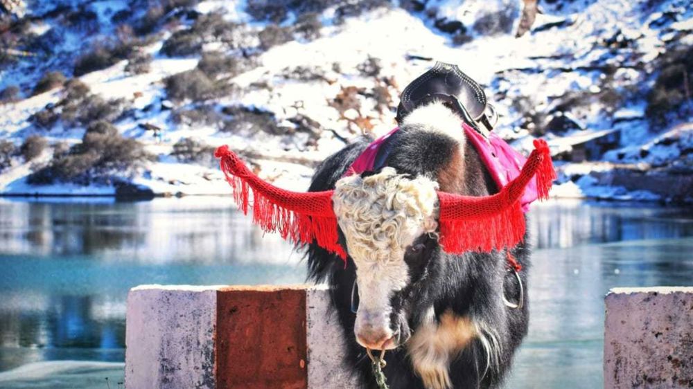 Sikkim & Darjeeling
