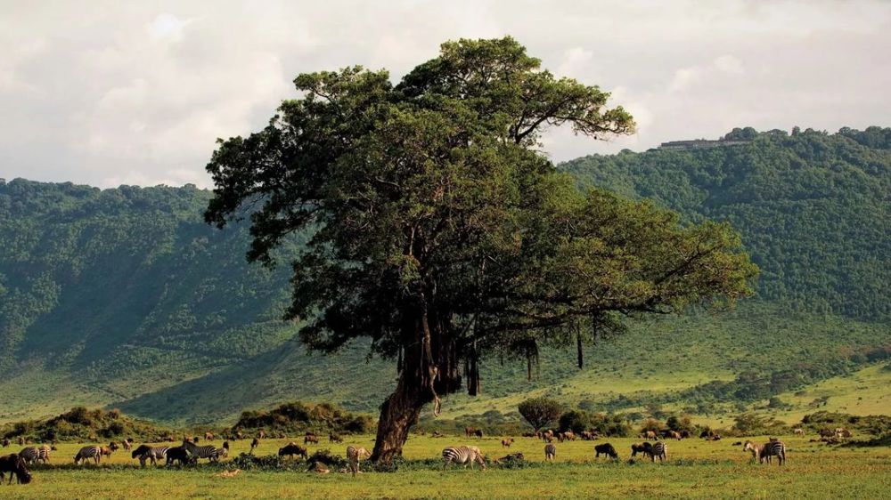 Majestic Tanzania