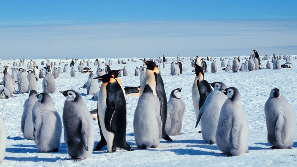 Antartica Expedition