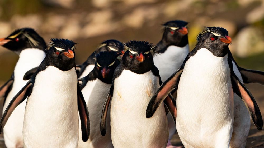 Antarctic Expedition: Falklands, South Georgia & Antarctica