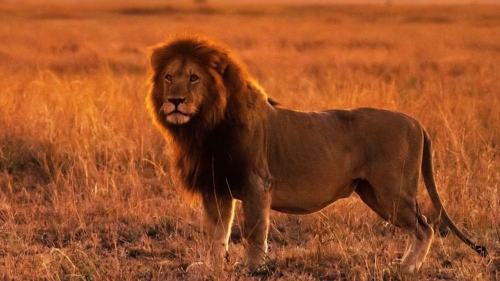 Kenya Wild Safari – Aberdares, Samburu & Masai Mara