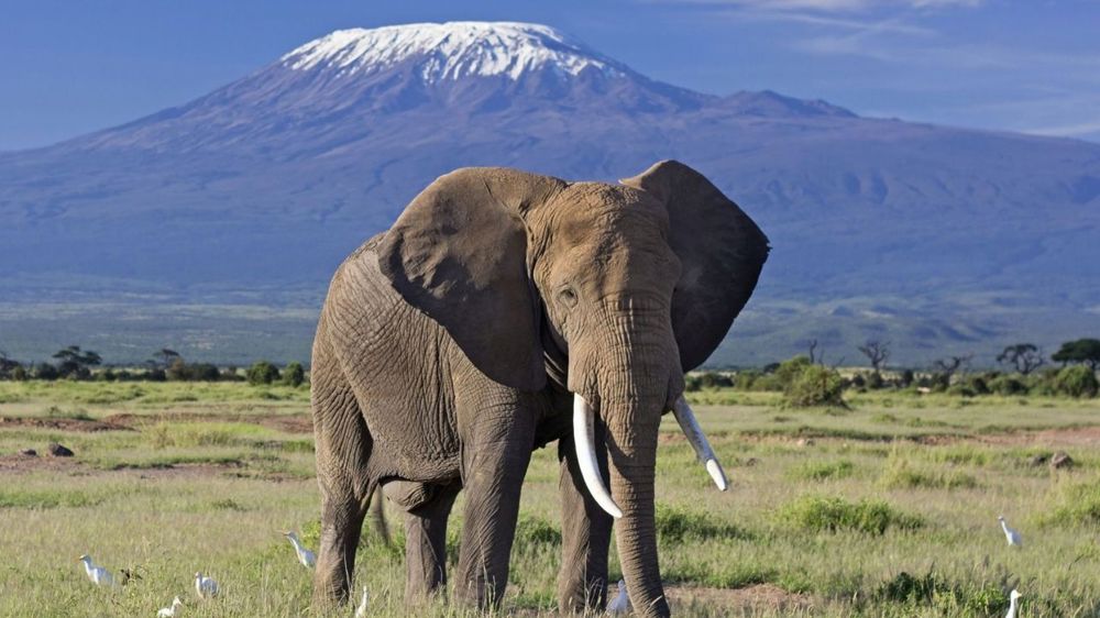 Amboseli, Naivasha & Masai Mara