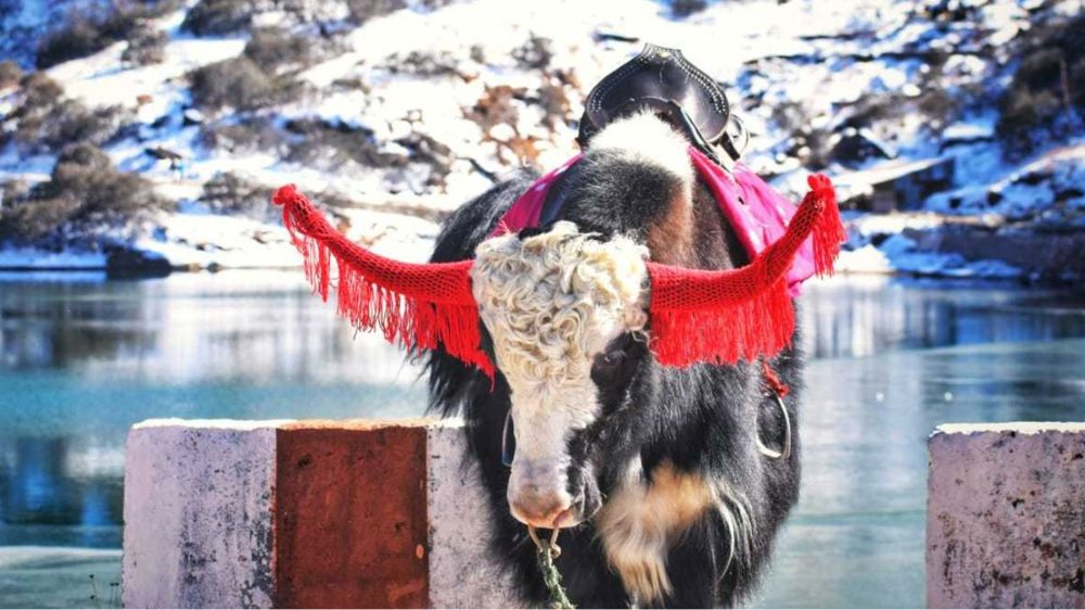 Sikkim & Darjeeling Tour