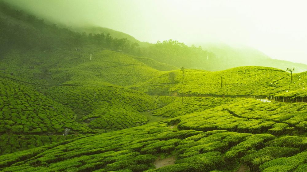 Nilgiri & Palani Hills Retreat
