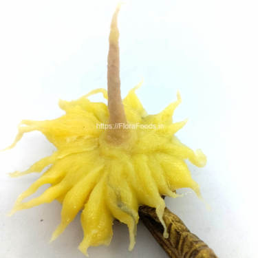 <b>Tuppada 33</b> Dalada Adhika Maasada Hoobatti (33Petal/blade Ghee Wicks)-<b>Set of 2 Battis</b>