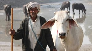 कम दूध और कमजोर पशु? वजह चारा नहीं, पेट में छिपे परजीवी- ऐसे करें जांच