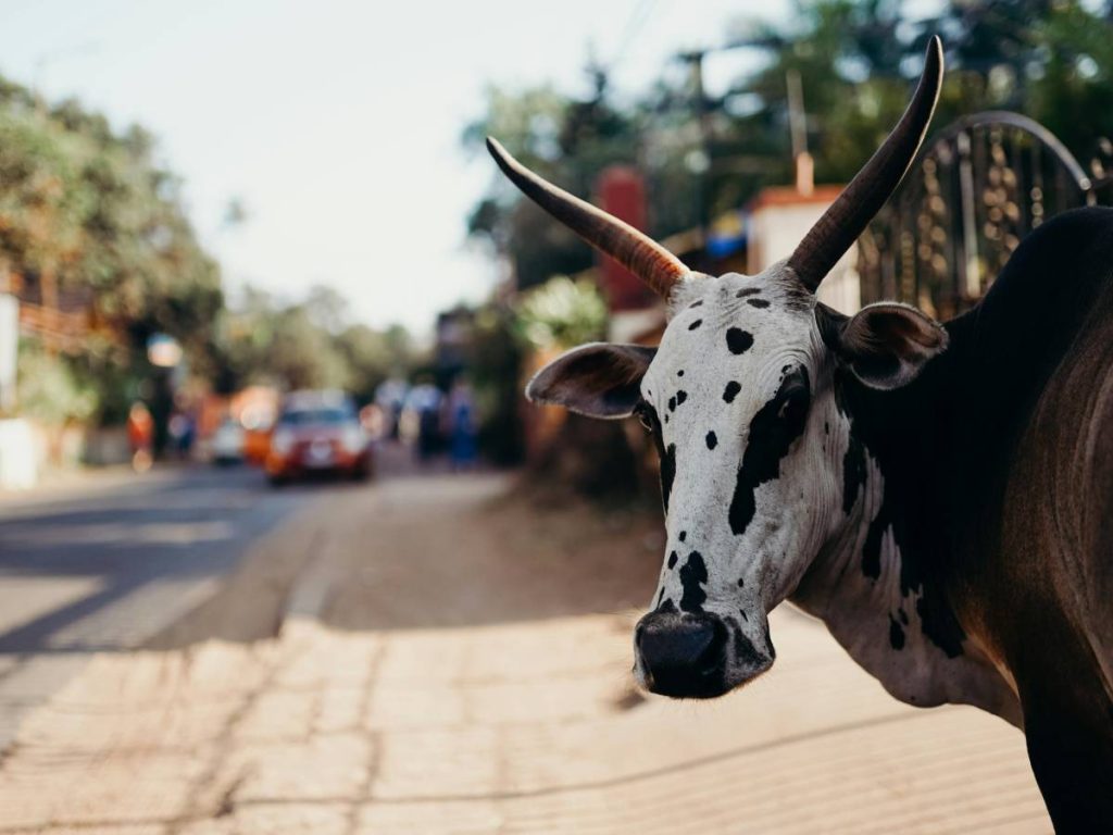 विशेषज्ञों की मानें तो गोवा के लिए एग्री टूरिज्म एकदम नया प्रयास है. यह वह हिस्सा है जिस पर अभी तक किसी ने भी ध्यान नहीं दिया है. ऐसे में पहला सवाल यही दिमाग में आता है कि क्या राज्य में एग्री टूरिज्म के लिए संभावनाएं हैं भी या नहीं. 
 विशेषज्ञों की मानें तो गोवा के लिए एग्री टूरिज्म एकदम नया प्रयास है. यह वह हिस्सा है जिस पर अभी तक किसी ने भी ध्यान नहीं दिया है. ऐसे में पहला सवाल यही दिमाग में आता है कि क्या राज्य में एग्री टूरिज्म के लिए संभावनाएं हैं भी या नहीं.