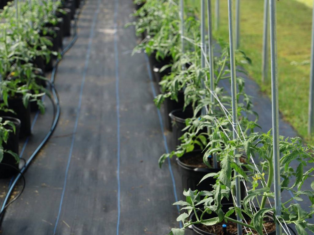 'धरती का स्वर्ग' कहे जाने वाले कश्मीर के किसान भी अब खेती की नई टेक्निक का प्रयोग करके फायदा हासिल कर रहे हैं. इन किसानों की आर्थिक स्थिति बदल रही है और साथ ही ये अब देश के बाकी किसानों को भी प्रेरणा देने लगे हैं. कश्मीर के किसान भी अब ब्रोकली और लेट्यूस जैसी सब्जियां उगाने लगे हैं. हाइर्डोपोनिक खेती के जरिये वो अब अपने खेत को आय के अच्छे साधन में तब्दील करते जा रहे हैं.  'धरती का स्वर्ग' कहे जाने वाले कश्मीर के किसान भी अब खेती की नई टेक्निक का प्रयोग करके फायदा हासिल कर रहे हैं. इन किसानों की आर्थिक स्थिति बदल रही है और साथ ही ये अब देश के बाकी किसानों को भी प्रेरणा देने लगे हैं. कश्मीर के किसान भी अब ब्रोकली और लेट्यूस जैसी सब्जियां उगाने लगे हैं. हाइर्डोपोनिक खेती के जरिये वो अब अपने खेत को आय के अच्छे साधन में तब्दील करते जा रहे हैं.