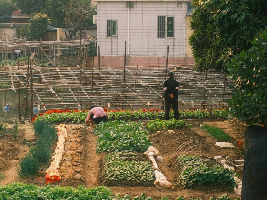 कश्मीर मॉनिटर की रिपोर्ट में कृषि विज्ञान में स्नातक समीर अहमद भट के हवाले से लिखा है कि वह हमेशा से ही विदेशी सब्जियां उगाने के लिए अपने ज्ञान का प्रयोग करने का सपना देखते थे.लेकिन पर्याप्त भूमि की कमी हमेशा उनके लिए चिंता का विषय रही. साल 2023 में ग्रेजुएशन की पढ़ाई पूरी करने के तुरंत बाद, उन्होंने एक फर्म से संपर्क किया. इस फर्म के पास हाइड्रोपोनिक खेती में विशेषज्ञता थी.  कश्मीर मॉनिटर की रिपोर्ट में कृषि विज्ञान में स्नातक समीर अहमद भट के हवाले से लिखा है कि वह हमेशा से ही विदेशी सब्जियां उगाने के लिए अपने ज्ञान का प्रयोग करने का सपना देखते थे.लेकिन पर्याप्त भूमि की कमी हमेशा उनके लिए चिंता का विषय रही. साल 2023 में ग्रेजुएशन की पढ़ाई पूरी करने के तुरंत बाद, उन्होंने एक फर्म से संपर्क किया. इस फर्म के पास हाइड्रोपोनिक खेती में विशेषज्ञता थी.