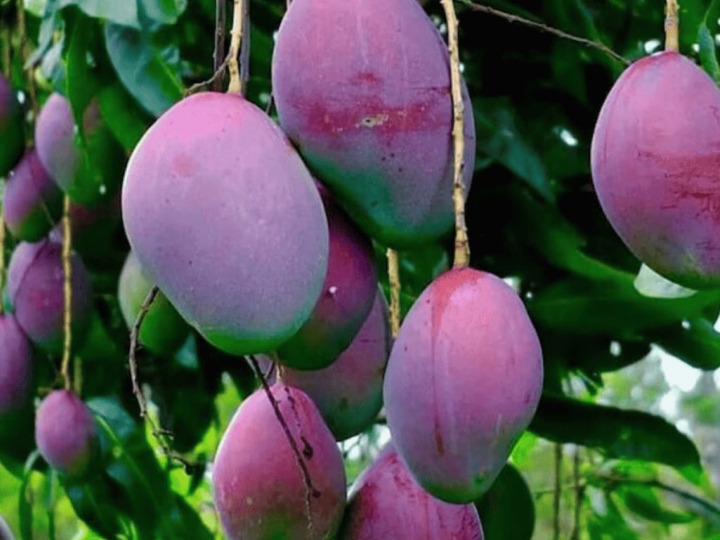 ताइयो नो तमागो आम-(जापान) :  ताइयो नो तमागो आम-(जापान) :