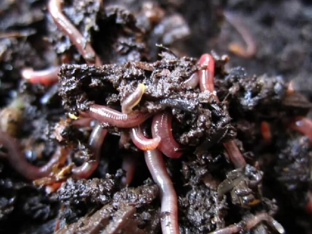 यह खाद पूरी तरह जैविक और पर्यावरण के अनुकूल है, जिससे मिट्टी में किसी भी प्रकार के हानिकारक रसायन नहीं जाते.  यह खाद पूरी तरह जैविक और पर्यावरण के अनुकूल है, जिससे मिट्टी में किसी भी प्रकार के हानिकारक रसायन नहीं जाते.