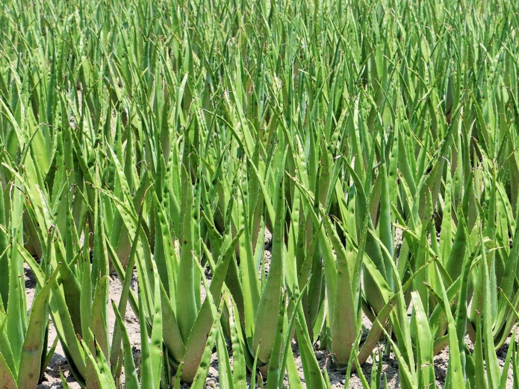 एलोवेरा की खेती में खाद, कीटनाशक और उर्वरकों पर कम खर्च आता है, जिससे किसानों को अधिक मुनाफा मिलता है. एलोवेरा की खेती में खाद, कीटनाशक और उर्वरकों पर कम खर्च आता है, जिससे किसानों को अधिक मुनाफा मिलता है.