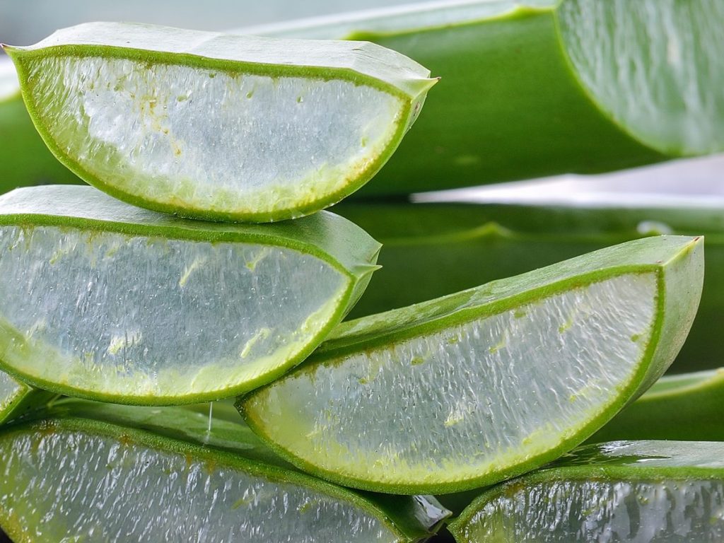 एक एकड़ जमीन में लगभग 11,000 पौधे लगाए जा सकते हैं, जिससे 25 टन तक पैदावार होती है. बाजार में एक टन एलोवेरा की कीमत 20,000 से 30,000 रुपये तक हो सकती है. इस प्रकार, एक एकड़ से 5 लाख रुपये तक की कमाई संभव है. एक एकड़ जमीन में लगभग 11,000 पौधे लगाए जा सकते हैं, जिससे 25 टन तक पैदावार होती है. बाजार में एक टन एलोवेरा की कीमत 20,000 से 30,000 रुपये तक हो सकती है. इस प्रकार, एक एकड़ से 5 लाख रुपये तक की कमाई संभव है.