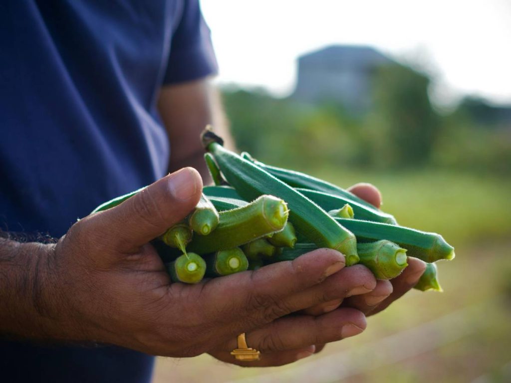 भिंडी की फसल काली दोमट मिट्टी, लाल मिट्टी और अन्य अच्छी जल निकासी वाली उपजाऊ मिट्टी में सबसे अच्छी तरह से उगती है. पश्चिमी गोदावरी में बरसात के मौसम में, स्थानीय किसान चावल की खेती के प्रचलन के बावजूद, चावल की तुलना में भिंडी पर अधिक ध्यान देते हैं.  भिंडी की फसल काली दोमट मिट्टी, लाल मिट्टी और अन्य अच्छी जल निकासी वाली उपजाऊ मिट्टी में सबसे अच्छी तरह से उगती है. पश्चिमी गोदावरी में बरसात के मौसम में, स्थानीय किसान चावल की खेती के प्रचलन के बावजूद, चावल की तुलना में भिंडी पर अधिक ध्यान देते हैं.
