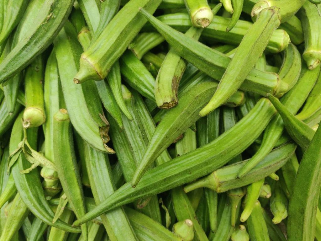 भिंडी को सभी मौसमों के लिए एक आदर्श फसल माना जाता है, जो विशेष रूप से गर्म जलवायु में अच्छी तरह से पनपती है. इसलिए, पश्चिमी गोदावरी जिले के किसान अक्सर गर्मियों के दौरान इसे उगाना पसंद करते हैं. बाकी मौसमों में, जब कम पैदावार के कारण फसल का क्षेत्रफल कम हो जाता है, तो बाजार मूल्य आम तौर पर बढ़ जाता है. 
 भिंडी को सभी मौसमों के लिए एक आदर्श फसल माना जाता है, जो विशेष रूप से गर्म जलवायु में अच्छी तरह से पनपती है. इसलिए, पश्चिमी गोदावरी जिले के किसान अक्सर गर्मियों के दौरान इसे उगाना पसंद करते हैं. बाकी मौसमों में, जब कम पैदावार के कारण फसल का क्षेत्रफल कम हो जाता है, तो बाजार मूल्य आम तौर पर बढ़ जाता है.