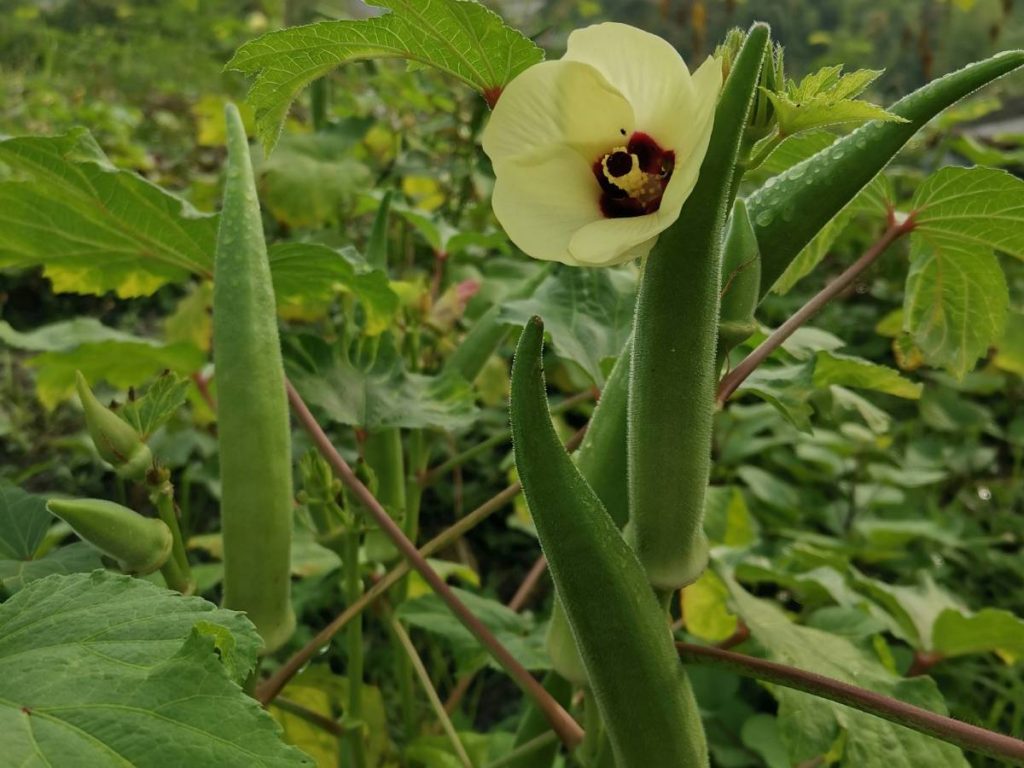 क्षेत्र के किसान खरपतवारों को नियंत्रित करने और पानी बचाने के लिए इस विधि के साथ मल्चिंग कवर का भी उपयोग करते हैं. भिंडी की मांग साल भर बनी रहती है और यह स्थानीय सब्जी किसानों के लिए विशेष रूप से फायदेमंद है क्योंकि यह कम से कम पानी की आवश्यकता के साथ शुष्क मौसम में एक लचीली और फायदेमंद फसल साबित होती है.
 क्षेत्र के किसान खरपतवारों को नियंत्रित करने और पानी बचाने के लिए इस विधि के साथ मल्चिंग कवर का भी उपयोग करते हैं. भिंडी की मांग साल भर बनी रहती है और यह स्थानीय सब्जी किसानों के लिए विशेष रूप से फायदेमंद है क्योंकि यह कम से कम पानी की आवश्यकता के साथ शुष्क मौसम में एक लचीली और फायदेमंद फसल साबित होती है.