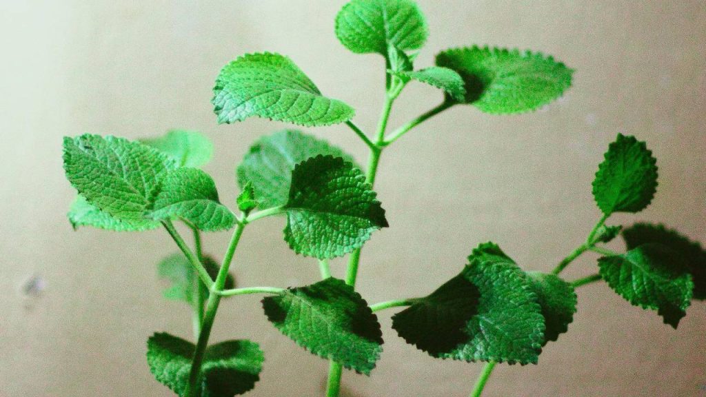 भारत के कृषि विशेषज्ञों की मानें तो इस किस्म की खेती मैदानी और पहाड़ी दोनों क्षेत्रों में की जा सकती है. मैदानी इलाकों में किसान इसकी खेती केवल सर्दियों के मौसम में ही कर पाएंगे, जबकि पहाड़ी इलाकों में इसकी खेती साल में दो बार की जा सकती है.  भारत के कृषि विशेषज्ञों की मानें तो इस किस्म की खेती मैदानी और पहाड़ी दोनों क्षेत्रों में की जा सकती है. मैदानी इलाकों में किसान इसकी खेती केवल सर्दियों के मौसम में ही कर पाएंगे, जबकि पहाड़ी इलाकों में इसकी खेती साल में दो बार की जा सकती है.