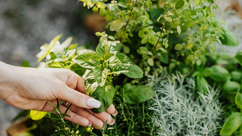 अगर भारत की बात करें तो इतिहासकारों का मानना है कि इसका उपयोग हजारों सालों से खाना पकाने और औषधीय जड़ी-बूटी के तौर पर किया जाता रहा है. यह कश्मीर से सिक्किम तक हिमालय में पाया जाता है.  अगर भारत की बात करें तो इतिहासकारों का मानना है कि इसका उपयोग हजारों सालों से खाना पकाने और औषधीय जड़ी-बूटी के तौर पर किया जाता रहा है. यह कश्मीर से सिक्किम तक हिमालय में पाया जाता है.