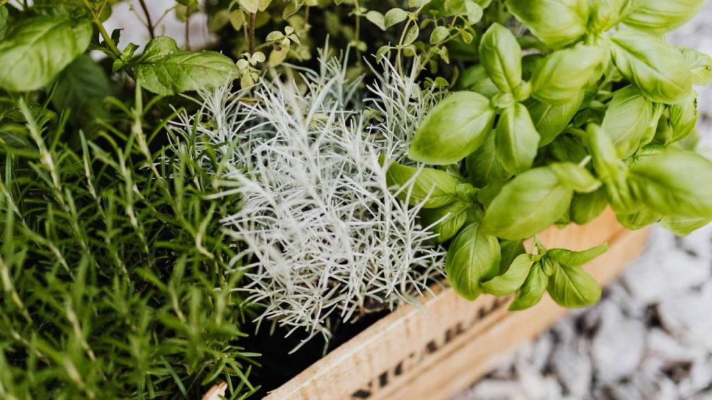 'ओरेगैनो' नाम ग्रीक शब्दों ओरोस (पहाड़) और गानोस (चमक) से आया है. माना जाता है कि इस मसाले की खोज ग्रीस में हुई थी. कहते हैं कि इसे एक देवी एफ्रोडाइट ने तैयार किया था. इाके बाद रोम के लोग पूरे यूरोप और फिर उत्तरी अफ्रीका तक इस मसाले को लेकर गए.  'ओरेगैनो' नाम ग्रीक शब्दों ओरोस (पहाड़) और गानोस (चमक) से आया है. माना जाता है कि इस मसाले की खोज ग्रीस में हुई थी. कहते हैं कि इसे एक देवी एफ्रोडाइट ने तैयार किया था. इाके बाद रोम के लोग पूरे यूरोप और फिर उत्तरी अफ्रीका तक इस मसाले को लेकर गए.