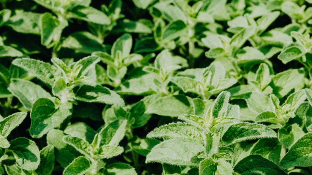 यह मुख्य तौर पर हिमाचल प्रदेश, उत्तराखंड, जम्मू और कश्मीर और पश्चिमी घाट के कुछ हिस्सों जैसे समशीतोष्ण जलवायु वाले पहाड़ी क्षेत्रों में उगाया जाता है. इस मसाले के लिए मध्यम बारिश के साथ ठंडी, समशीतोष्ण और उपोष्णकटिबंधीय जलवायु अच्छी मानी गई है. इसकी खेती ठीक से हो सके, इसलिए इसे रोजाना छह से आठ घंटे तक की धूप जरूरी होती है.  यह मुख्य तौर पर हिमाचल प्रदेश, उत्तराखंड, जम्मू और कश्मीर और पश्चिमी घाट के कुछ हिस्सों जैसे समशीतोष्ण जलवायु वाले पहाड़ी क्षेत्रों में उगाया जाता है. इस मसाले के लिए मध्यम बारिश के साथ ठंडी, समशीतोष्ण और उपोष्णकटिबंधीय जलवायु अच्छी मानी गई है. इसकी खेती ठीक से हो सके, इसलिए इसे रोजाना छह से आठ घंटे तक की धूप जरूरी होती है.