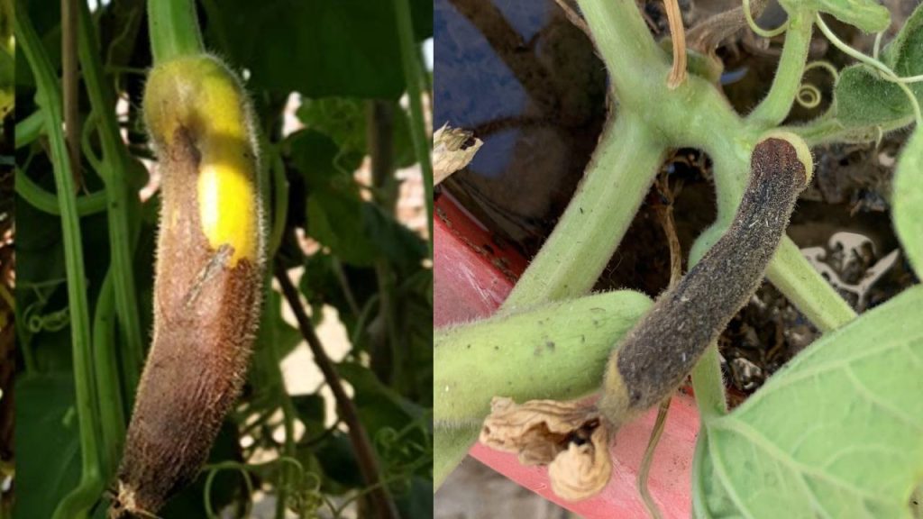 Why Bottle Gourd Fruits Are Turning Small and Rotting: Causes and Solutions for Farmers