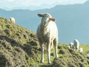 हिमाचल प्रदेश में आवारा जानवरों का आतंक, गेहूं के कई हेक्‍टेयर खेत तबाह