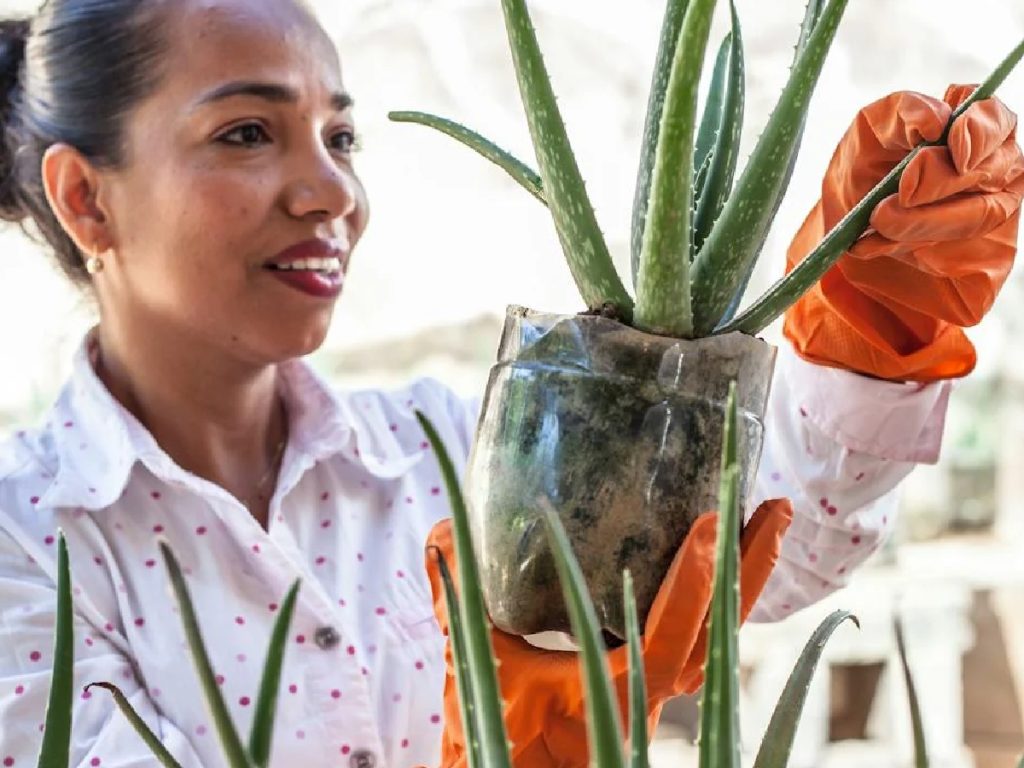 एलोवेरा का उपयोग औषधीय उत्पादों, कॉस्मेटिक्स, हेल्थ ड्रिंक्स, जैल और स्किन केयर प्रोडक्ट्स में किया जाता है, जिससे इसकी मांग सालभर बनी रहती है.
 एलोवेरा का उपयोग औषधीय उत्पादों, कॉस्मेटिक्स, हेल्थ ड्रिंक्स, जैल और स्किन केयर प्रोडक्ट्स में किया जाता है, जिससे इसकी मांग सालभर बनी रहती है.